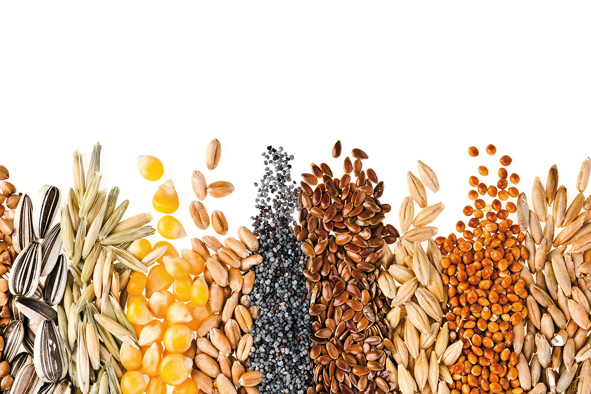 Культурные Растения Зерновые Пищевые
